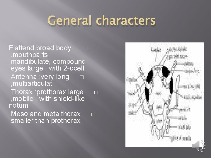 General characters Flattend broad body � , mouthparts mandibulate, compound eyes large , with