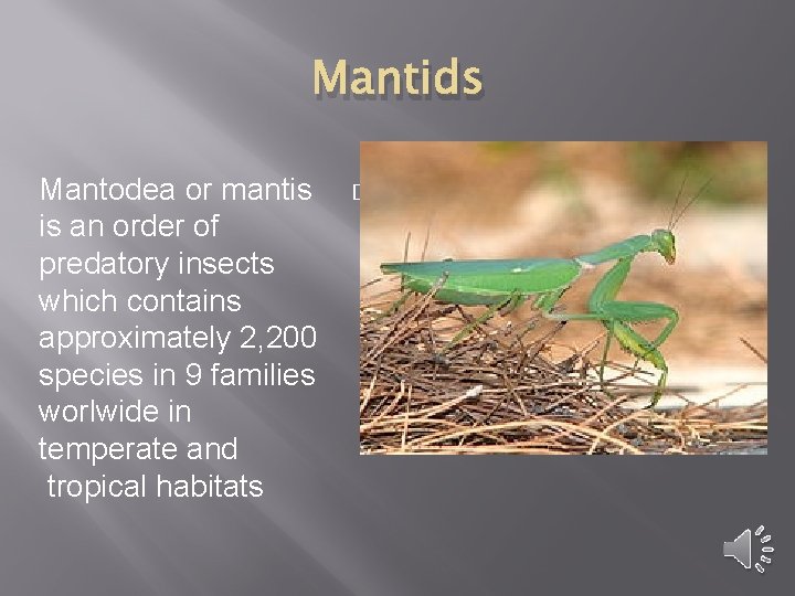 Mantids Mantodea or mantis is an order of predatory insects which contains approximately 2,