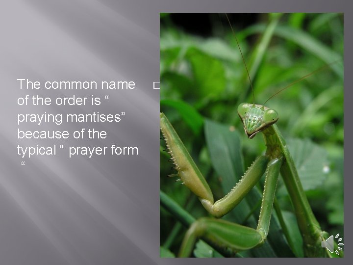 The common name of the order is “ praying mantises” because of the typical