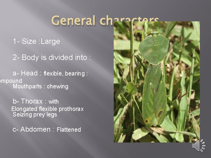 General characters 1 - Size : Large 2 - Body is divided into :