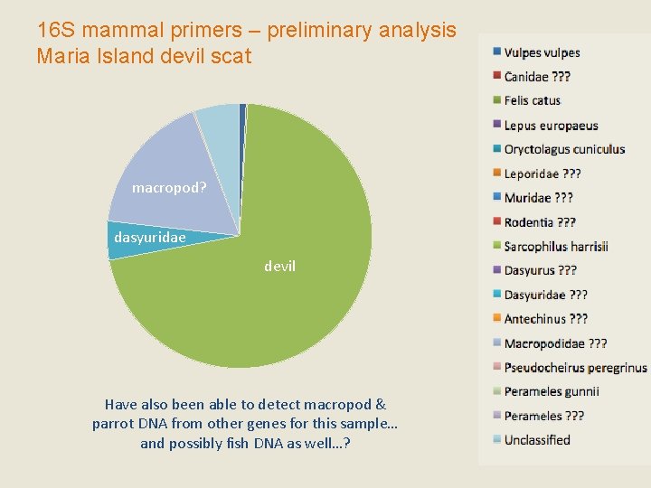 16 S mammal primers – preliminary analysis Maria Island devil scat macropod? dasyuridae devil