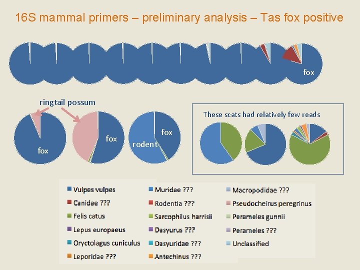 16 S mammal primers – preliminary analysis – Tas fox positive fox ringtail possum
