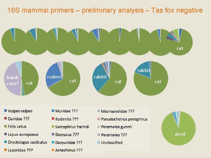 16 S mammal primers – preliminary analysis – Tas fox negative cat bandi coot?