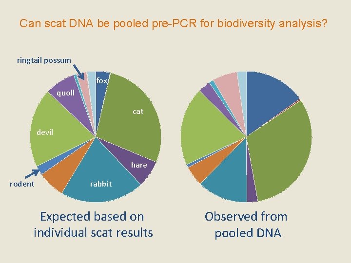 Can scat DNA be pooled pre-PCR for biodiversity analysis? ringtail possum fox quoll cat