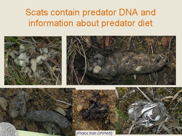 Scats contain predator DNA and information about predator diet [Photos from DPIPWE] 3 