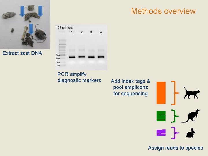 Methods overview Extract scat DNA PCR amplify diagnostic markers Add index tags & pool