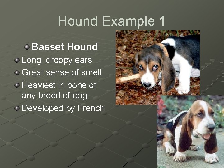 Hound Example 1 Basset Hound Long, droopy ears Great sense of smell Heaviest in