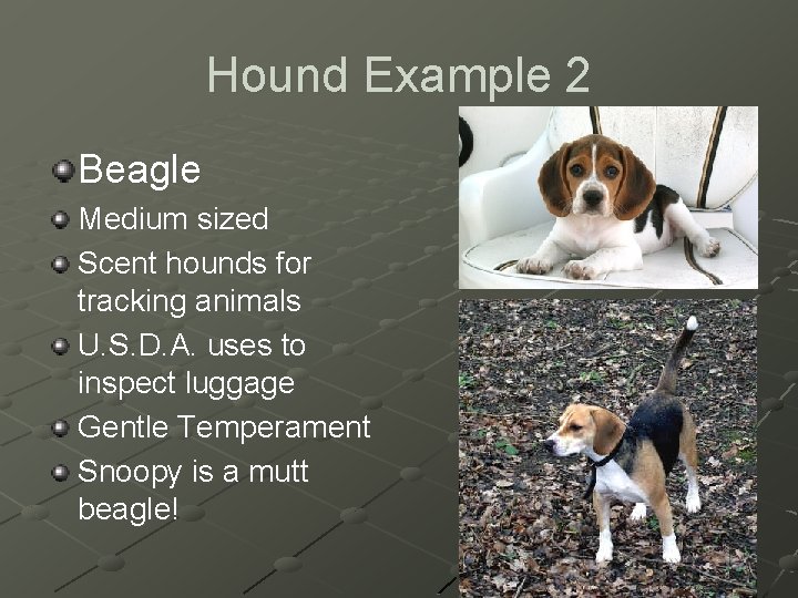 Hound Example 2 Beagle Medium sized Scent hounds for tracking animals U. S. D.