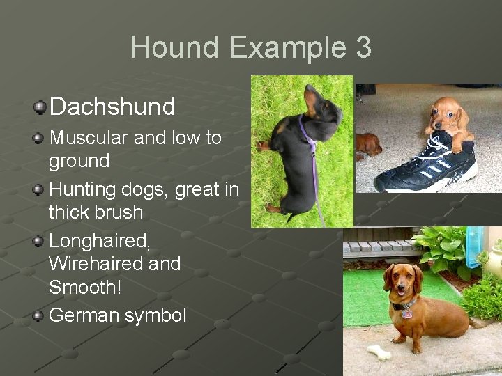 Hound Example 3 Dachshund Muscular and low to ground Hunting dogs, great in thick