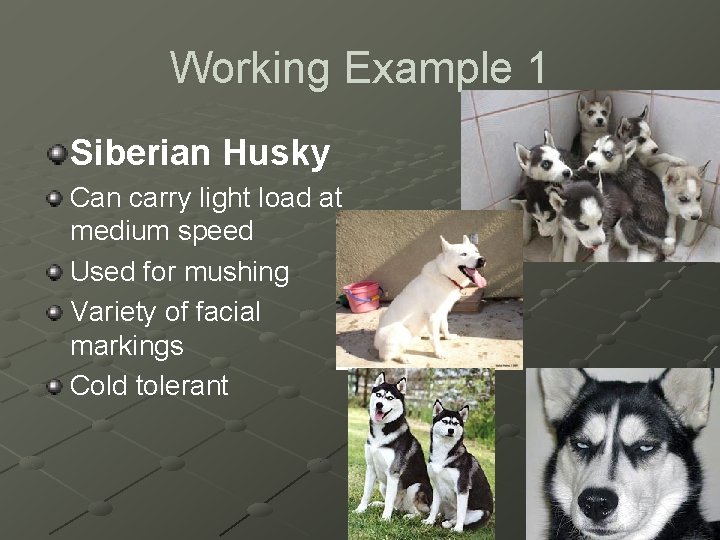 Working Example 1 Siberian Husky Can carry light load at medium speed Used for
