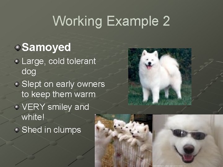Working Example 2 Samoyed Large, cold tolerant dog Slept on early owners to keep