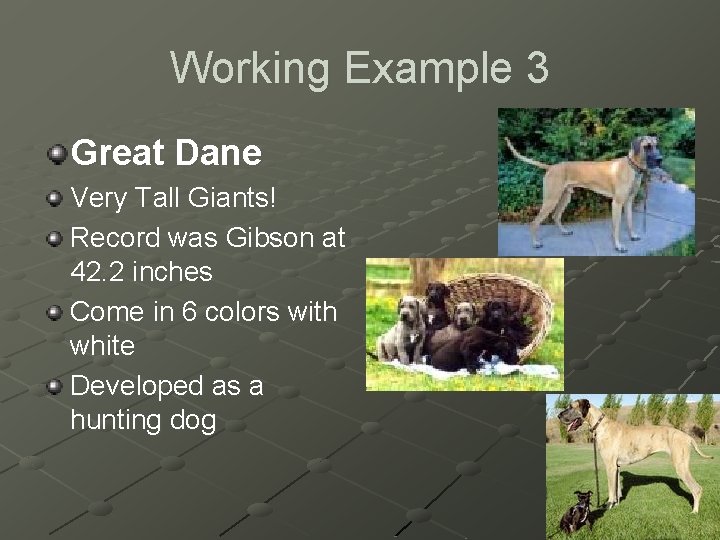 Working Example 3 Great Dane Very Tall Giants! Record was Gibson at 42. 2