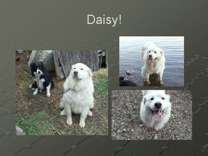 Daisy! 