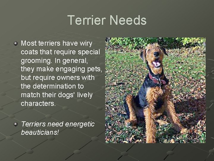 Terrier Needs Most terriers have wiry coats that require special grooming. In general, they