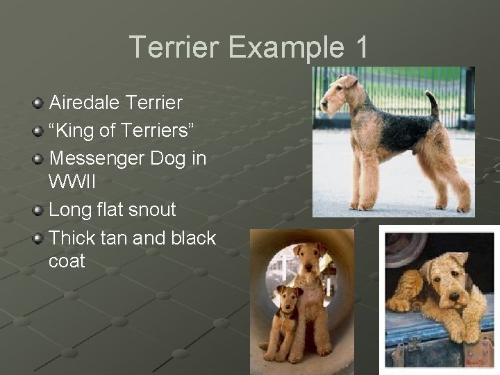 Terrier Example 1 Airedale Terrier “King of Terriers” Messenger Dog in WWII Long flat