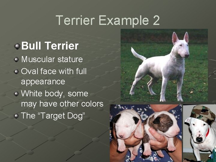 Terrier Example 2 Bull Terrier Muscular stature Oval face with full appearance White body,