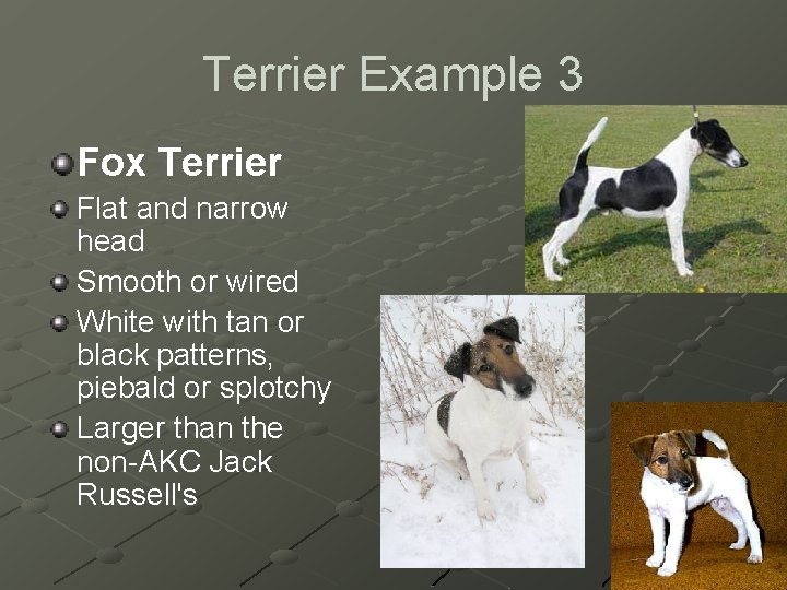 Terrier Example 3 Fox Terrier Flat and narrow head Smooth or wired White with