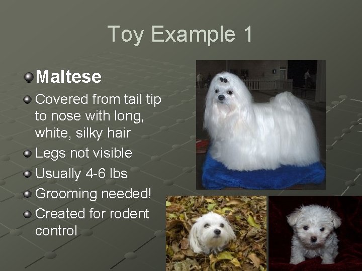 Toy Example 1 Maltese Covered from tail tip to nose with long, white, silky