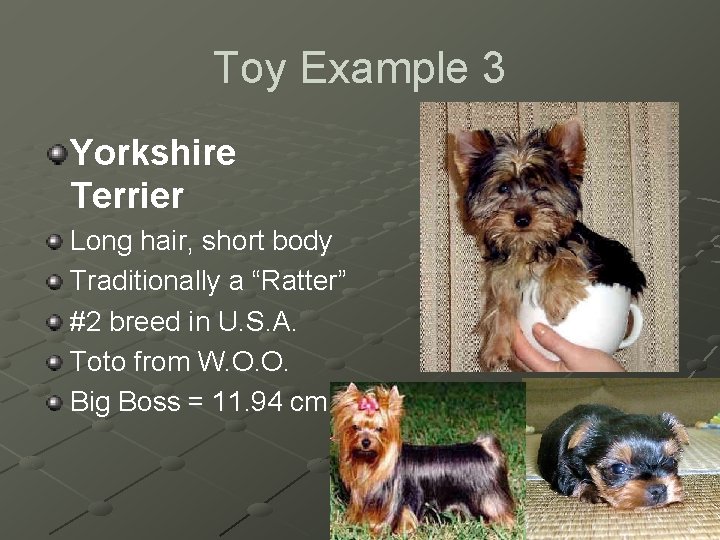 Toy Example 3 Yorkshire Terrier Long hair, short body Traditionally a “Ratter” #2 breed