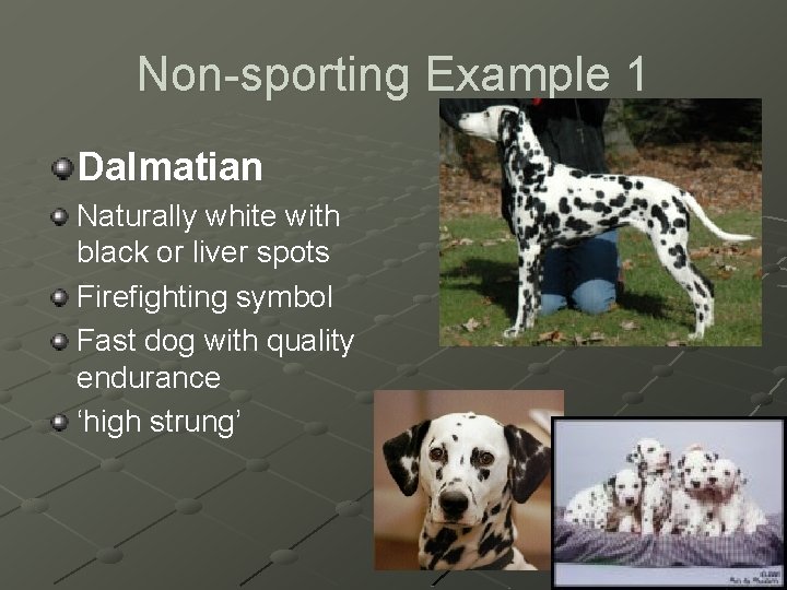 Non-sporting Example 1 Dalmatian Naturally white with black or liver spots Firefighting symbol Fast