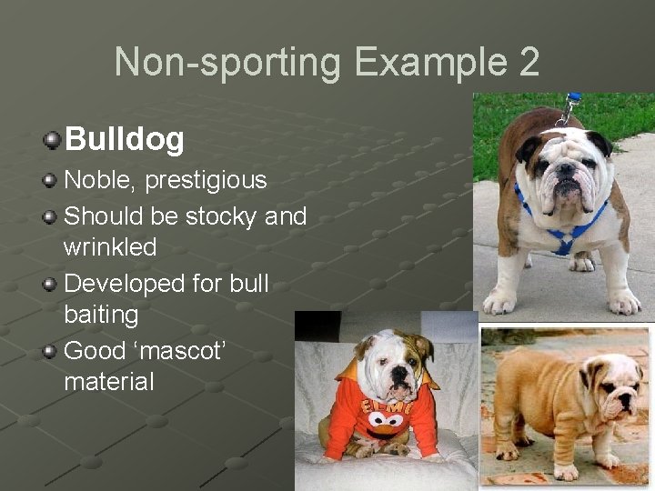 Non-sporting Example 2 Bulldog Noble, prestigious Should be stocky and wrinkled Developed for bull