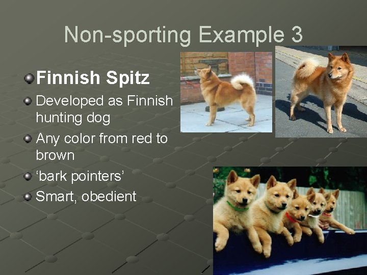 Non-sporting Example 3 Finnish Spitz Developed as Finnish hunting dog Any color from red
