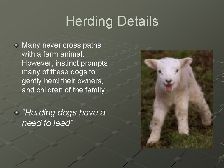 Herding Details Many never cross paths with a farm animal. However, instinct prompts many