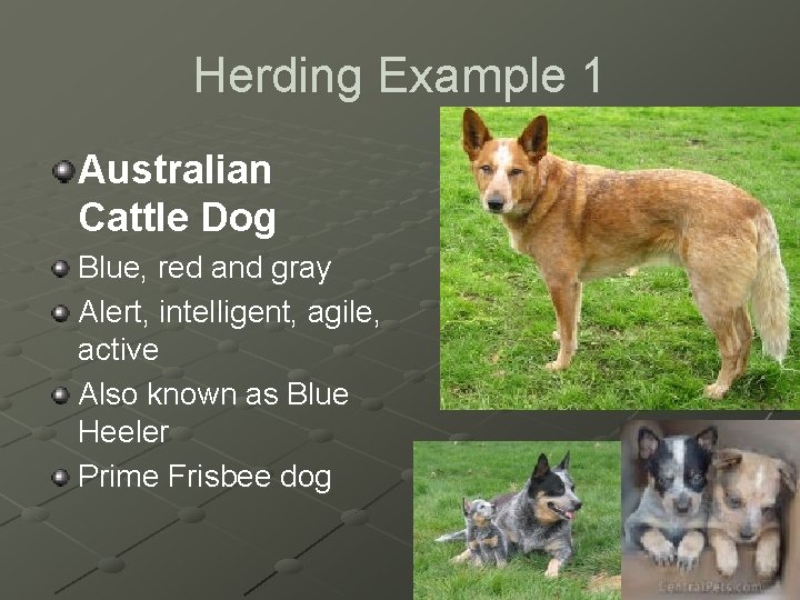 Herding Example 1 Australian Cattle Dog Blue, red and gray Alert, intelligent, agile, active