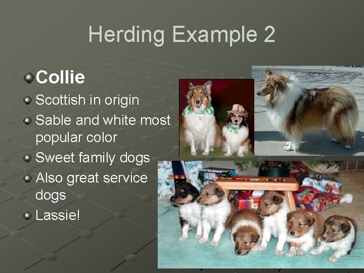 Herding Example 2 Collie Scottish in origin Sable and white most popular color Sweet