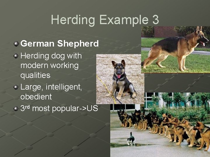 Herding Example 3 German Shepherd Herding dog with modern working qualities Large, intelligent, obedient