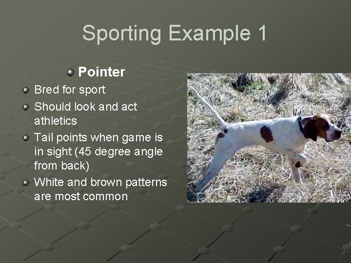 Sporting Example 1 Pointer Bred for sport Should look and act athletics Tail points