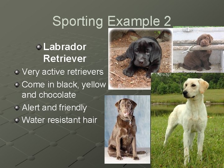 Sporting Example 2 Labrador Retriever Very active retrievers Come in black, yellow and chocolate