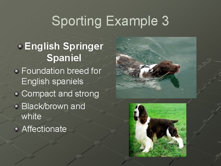 Sporting Example 3 English Springer Spaniel Foundation breed for English spaniels Compact and strong