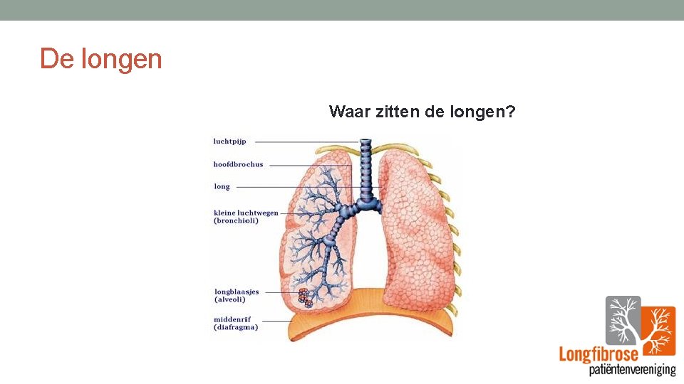 De longen Waar zitten de longen? 