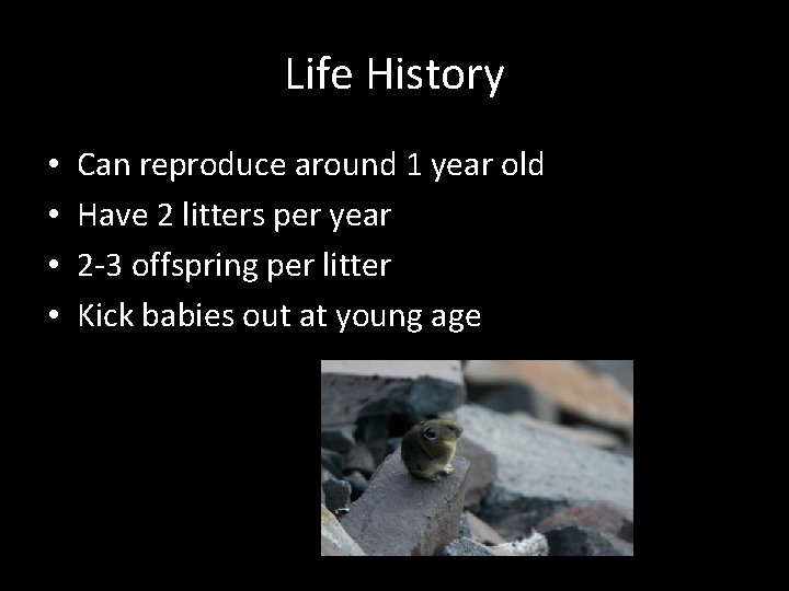 Life History • • Can reproduce around 1 year old Have 2 litters per