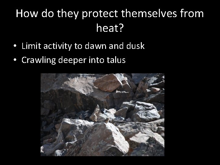 How do they protect themselves from heat? • Limit activity to dawn and dusk