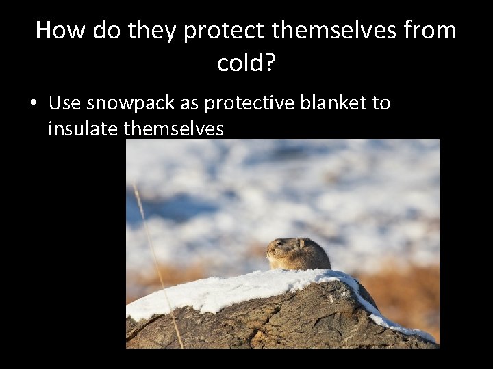 How do they protect themselves from cold? • Use snowpack as protective blanket to