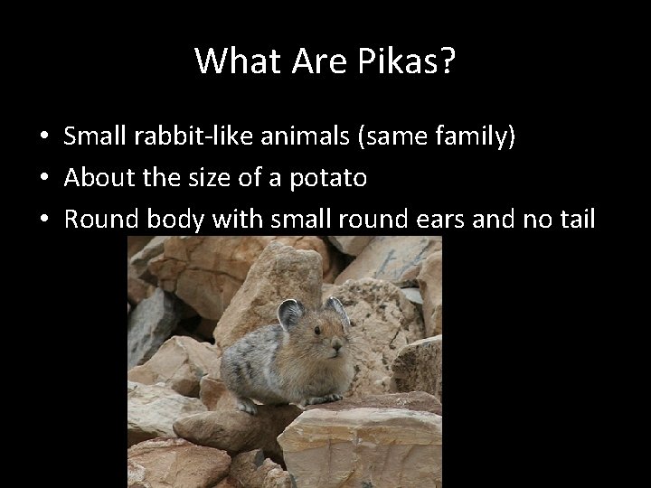 What Are Pikas? • Small rabbit-like animals (same family) • About the size of