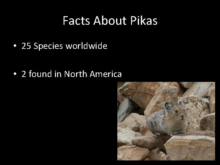 Facts About Pikas • 25 Species worldwide • 2 found in North America 