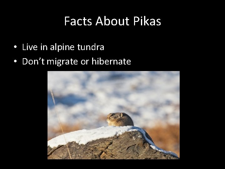 Facts About Pikas • Live in alpine tundra • Don’t migrate or hibernate 