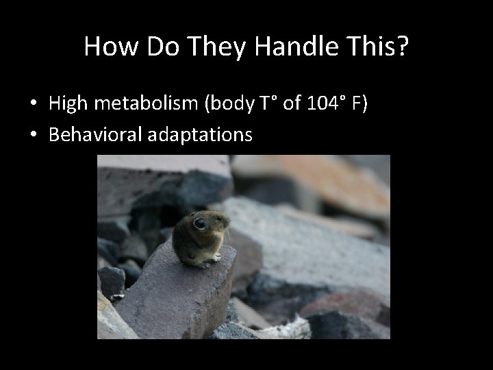 How Do They Handle This? • High metabolism (body T° of 104° F) •