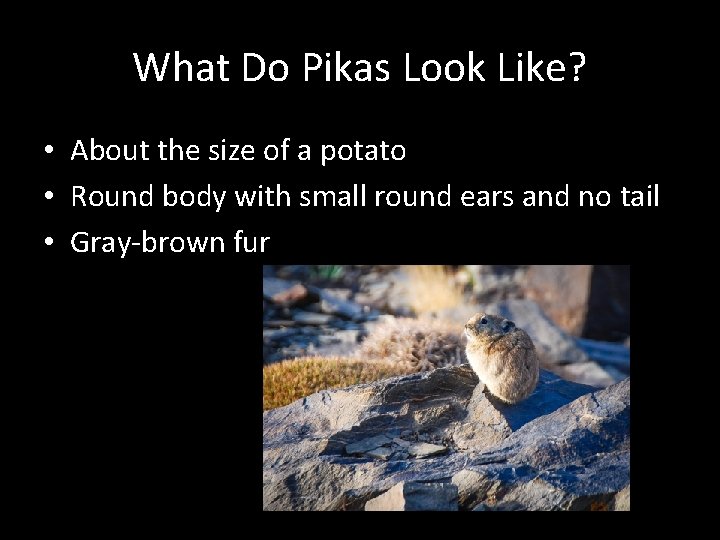 What Do Pikas Look Like? • About the size of a potato • Round