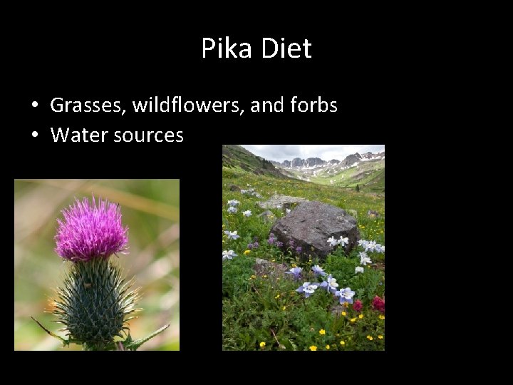 Pika Diet • Grasses, wildflowers, and forbs • Water sources 