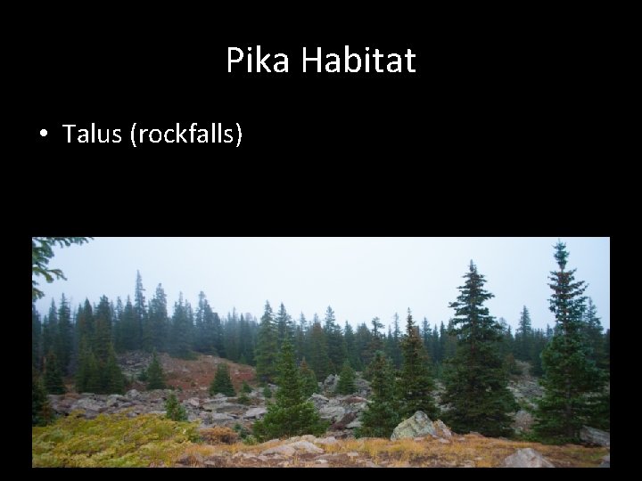 Pika Habitat • Talus (rockfalls) 