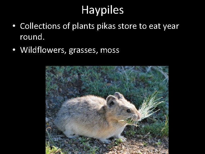 Haypiles • Collections of plants pikas store to eat year round. • Wildflowers, grasses,