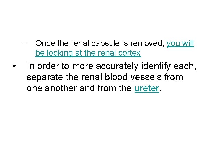 – Once the renal capsule is removed, you will be looking at the renal