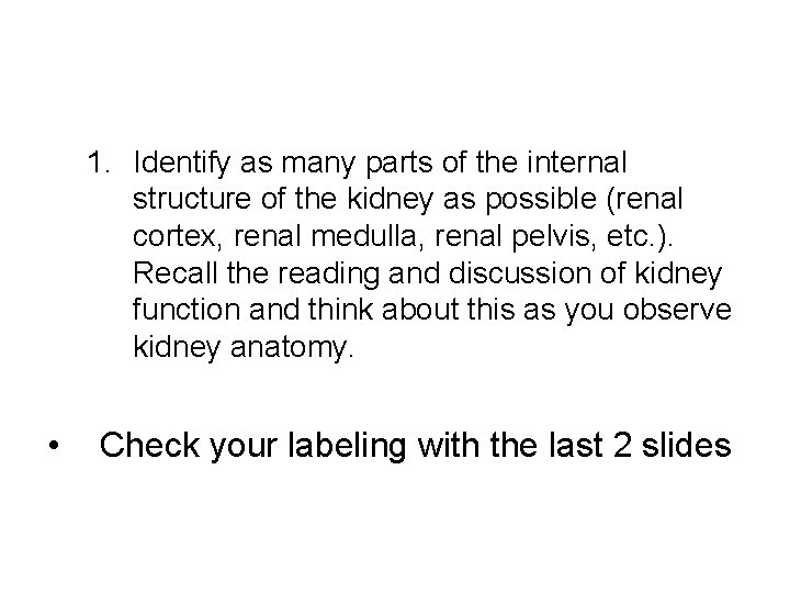 1. Identify as many parts of the internal structure of the kidney as possible
