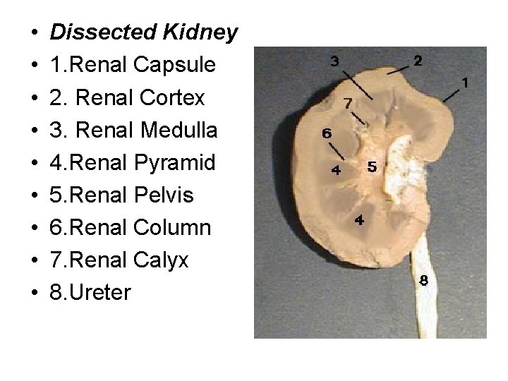  • • • Dissected Kidney 1. Renal Capsule 2. Renal Cortex 3. Renal