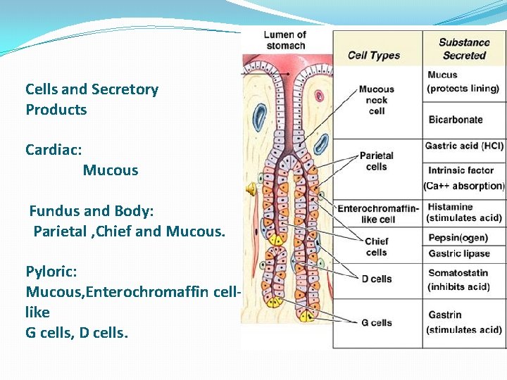 Cells and Secretory Products Cardiac: Mucous Fundus and Body: Parietal , Chief and Mucous.