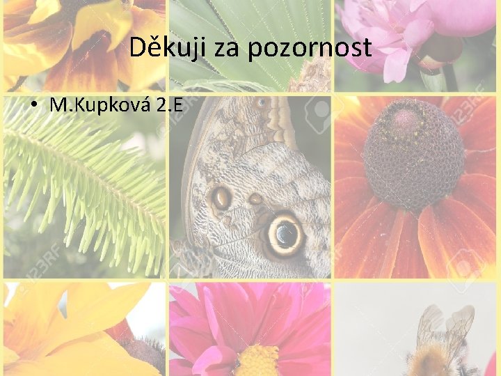 Děkuji za pozornost • M. Kupková 2. E 